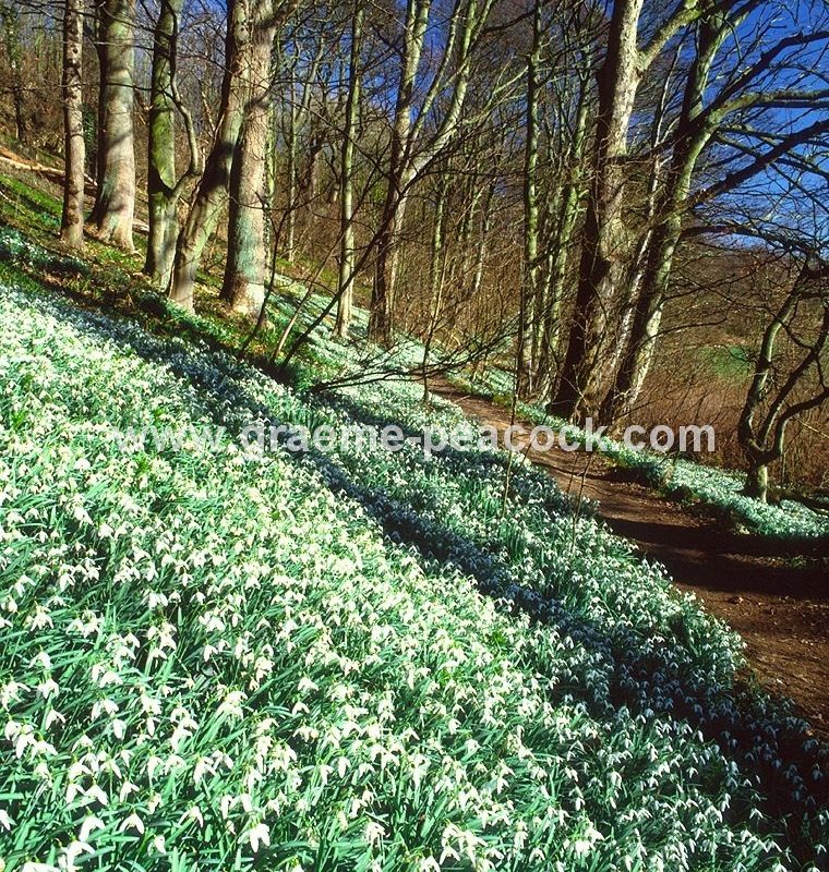 Snowdrops at Hareshaw Dene near Seaham, County Durham