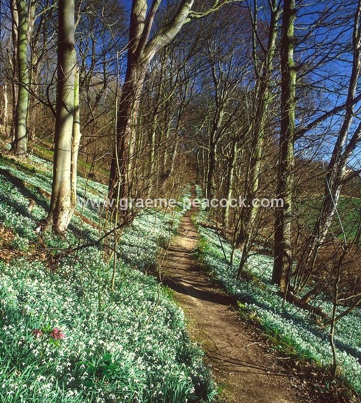 Snowdrops at Hareshaw Dene near Seaham, County Durham