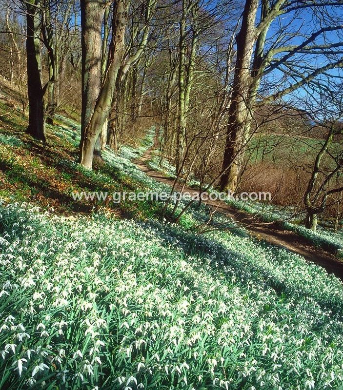 Snowdrops at Hareshaw Dene near Seaham, County Durham