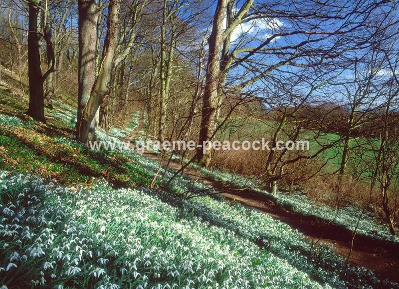 Snowdrops at Hareshaw Dene near Seaham, County Durham
