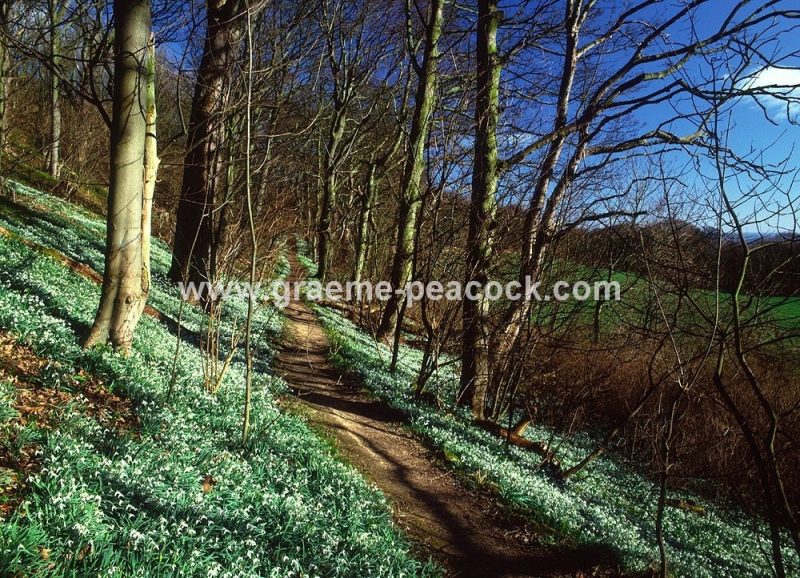Snowdrops at Hareshaw Dene near Seaham, County Durham