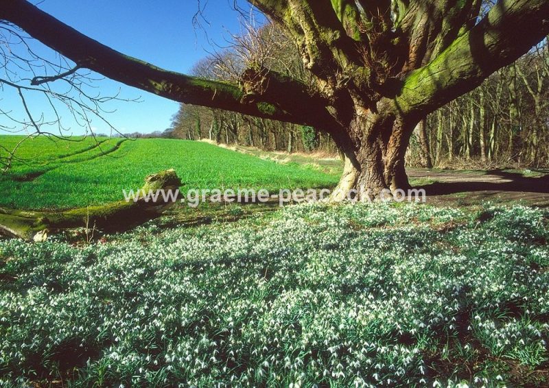 Snowdrops at Hareshaw Dene near Seaham, County Durham