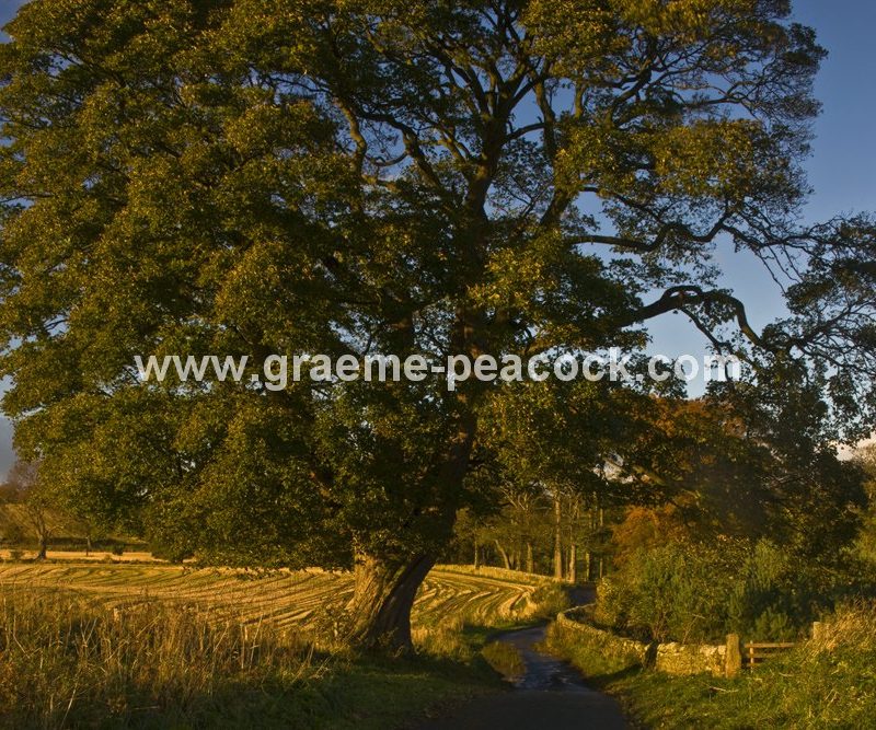 Autumnal Colours near Aydon Castle, Corbridge, Northumberland