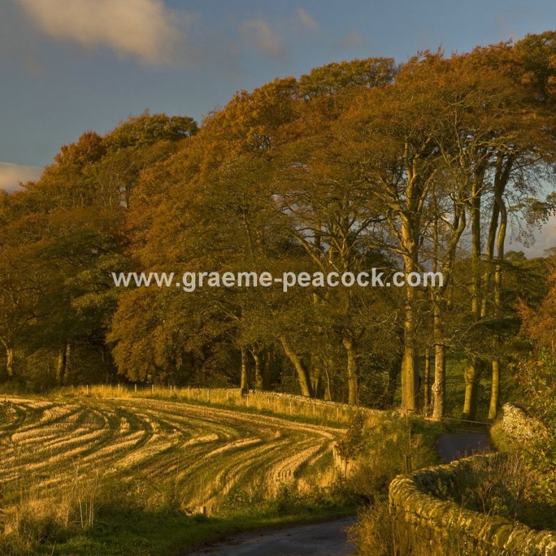 Autumnal Colours near Aydon Castle, Corbridge, Northumberland