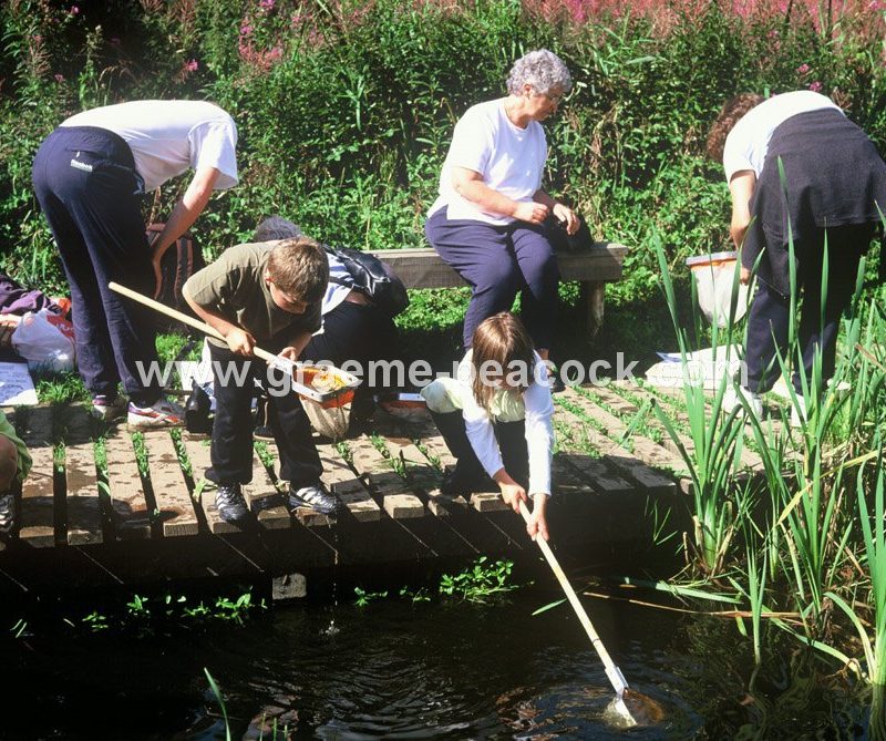 Pond Dipping in Plessey Woods