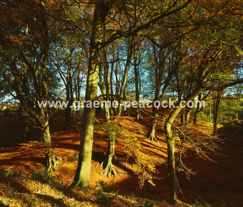 Gibside Estate, nr Burnopfield, Tyne & Wear