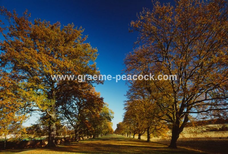Gibside Estate, nr Burnopfield, Tyne & Wear