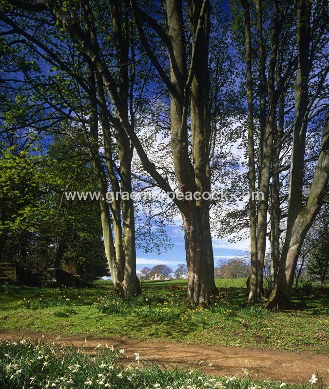 Belsay Estate, Belsay, Northumberland