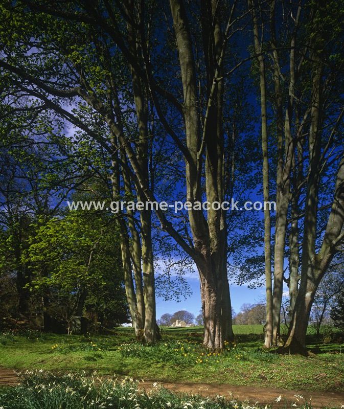 Belsay Estate, Belsay, Northumberland