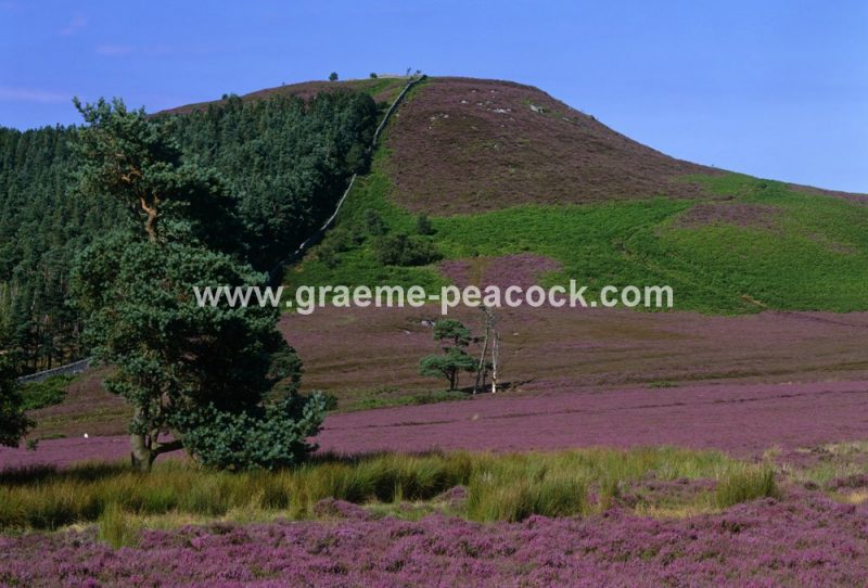 Ros Castle, near Chillingham, Northumberland