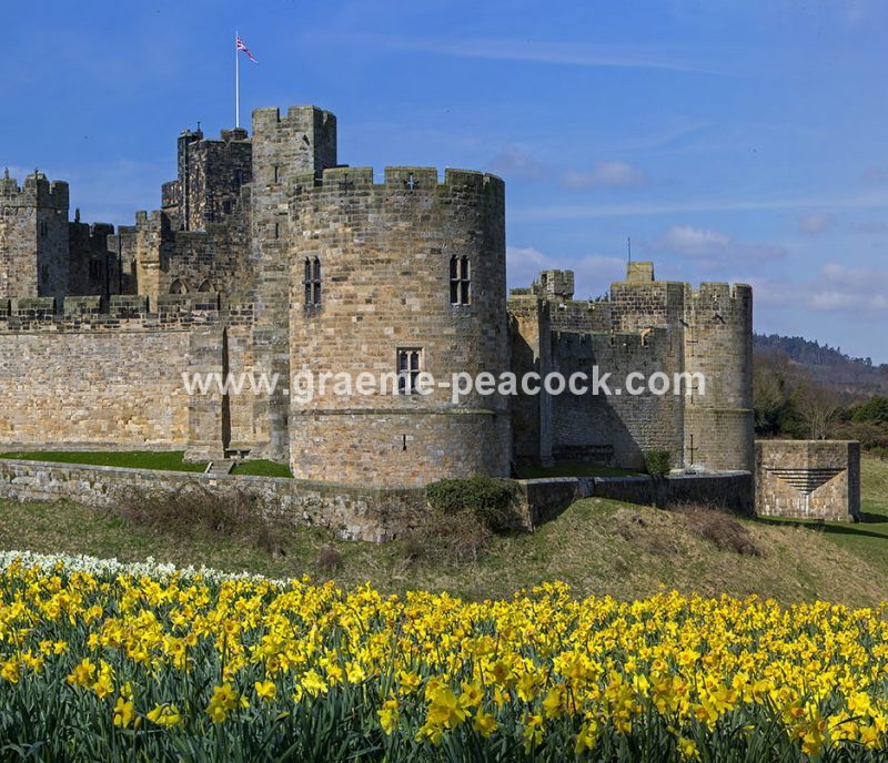 Alnwick Castle & daffodils, Alnwick, Northumberland