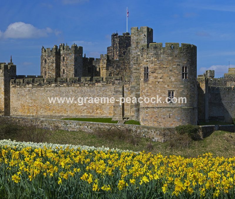 Alnwick Castle & daffodils, Alnwick, Northumberland