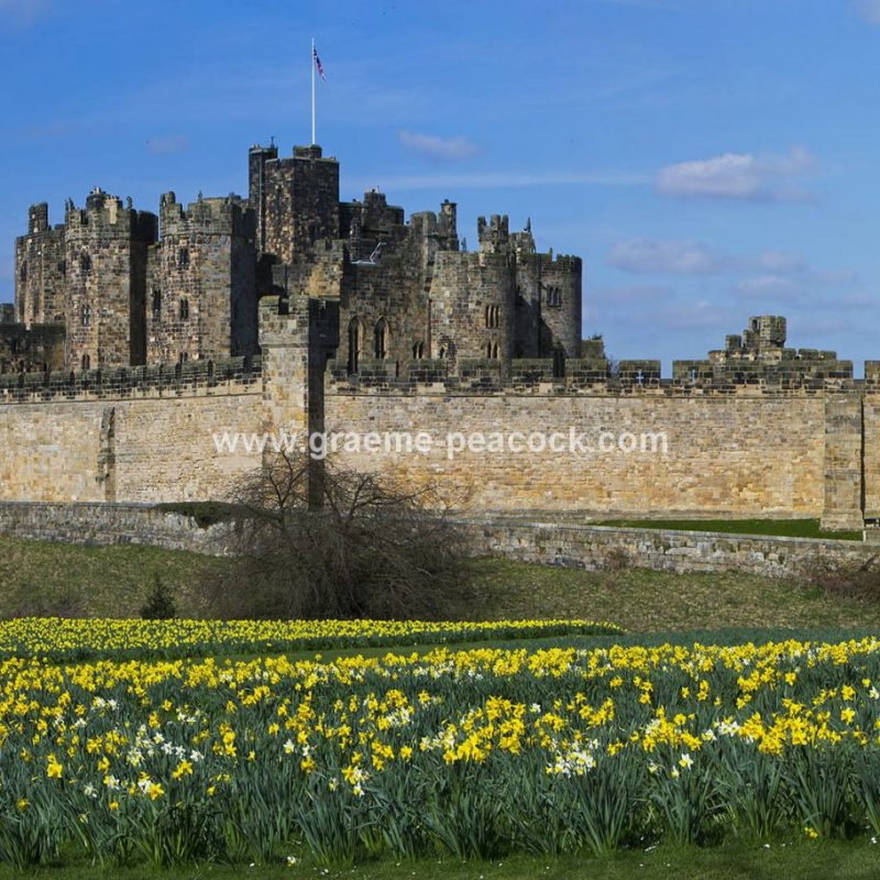 Alnwick Castle & daffodils, Alnwick, Northumberland