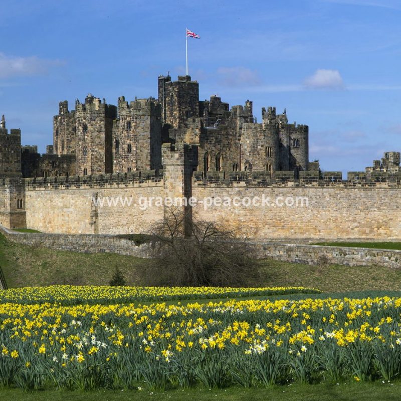 Alnwick Castle & daffodils, Alnwick, Northumberland