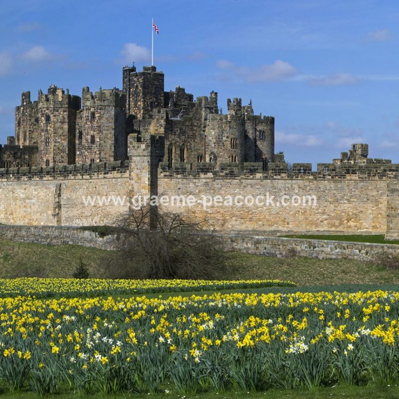 Alnwick Castle & daffodils, Alnwick, Northumberland