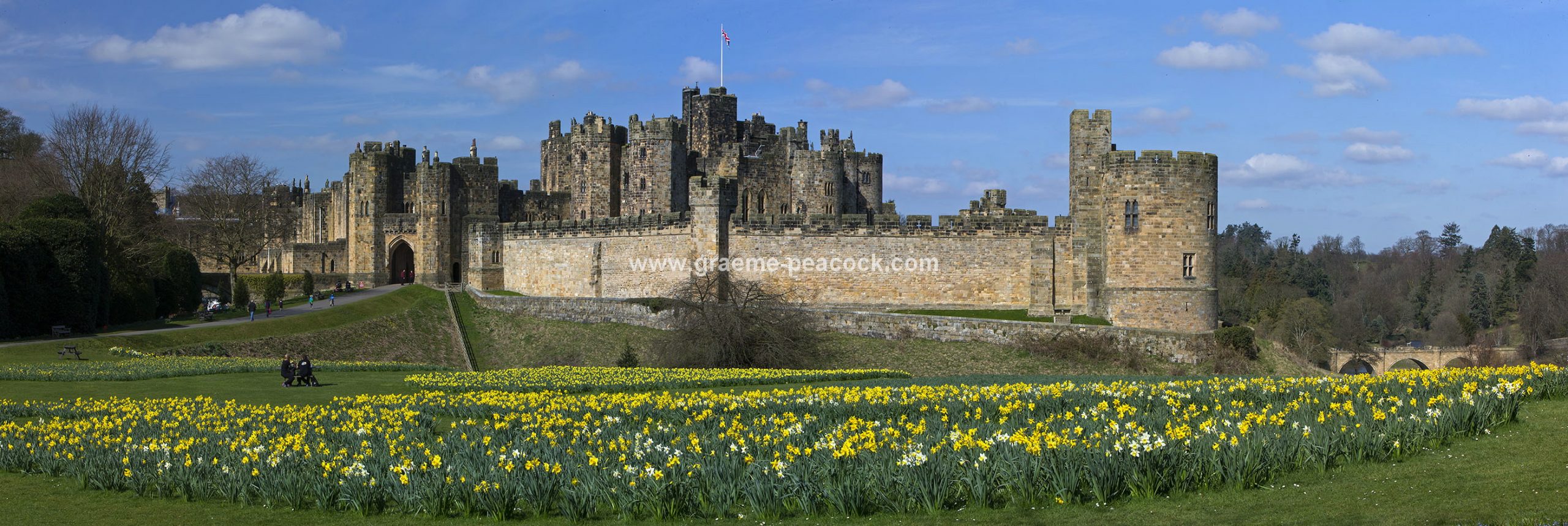 Alnwick Castle & daffodils, Alnwick, Northumberland