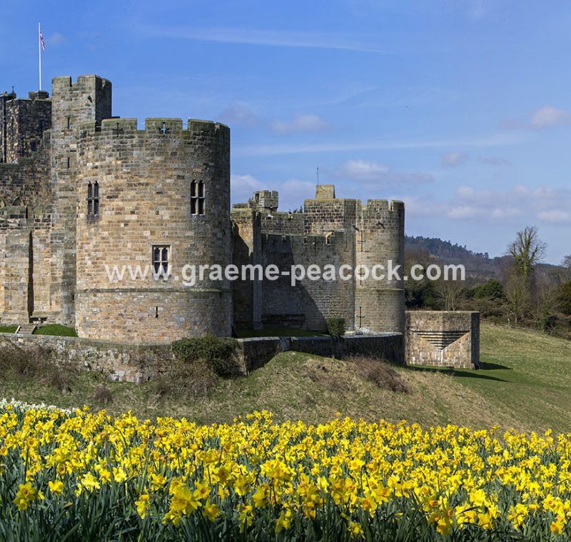Alnwick Castle & daffodils, Alnwick, Northumberland