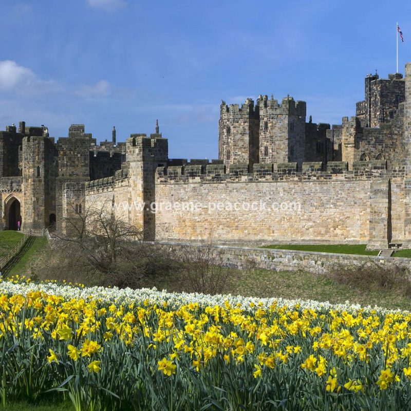 Alnwick Castle & daffodils, Alnwick, Northumberland