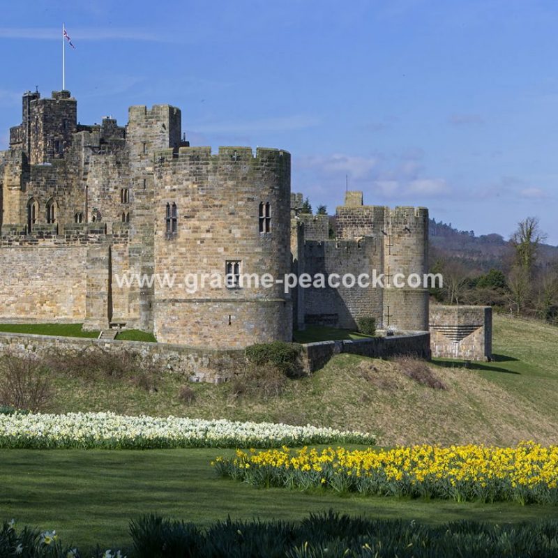 Alnwick Castle & daffodils, Alnwick, Northumberland