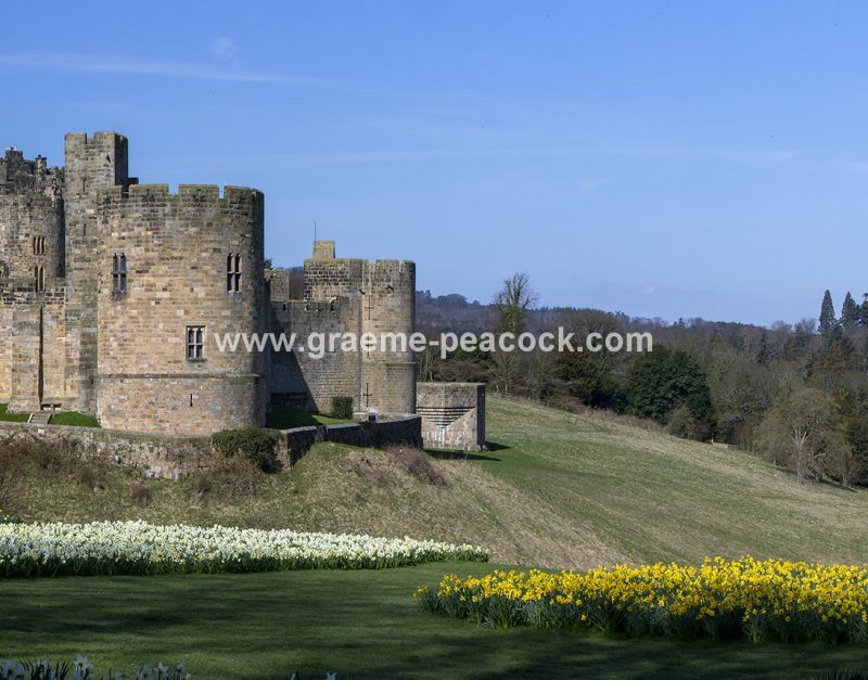 Alnwick Castle & daffodils, Alnwick, Northumberland