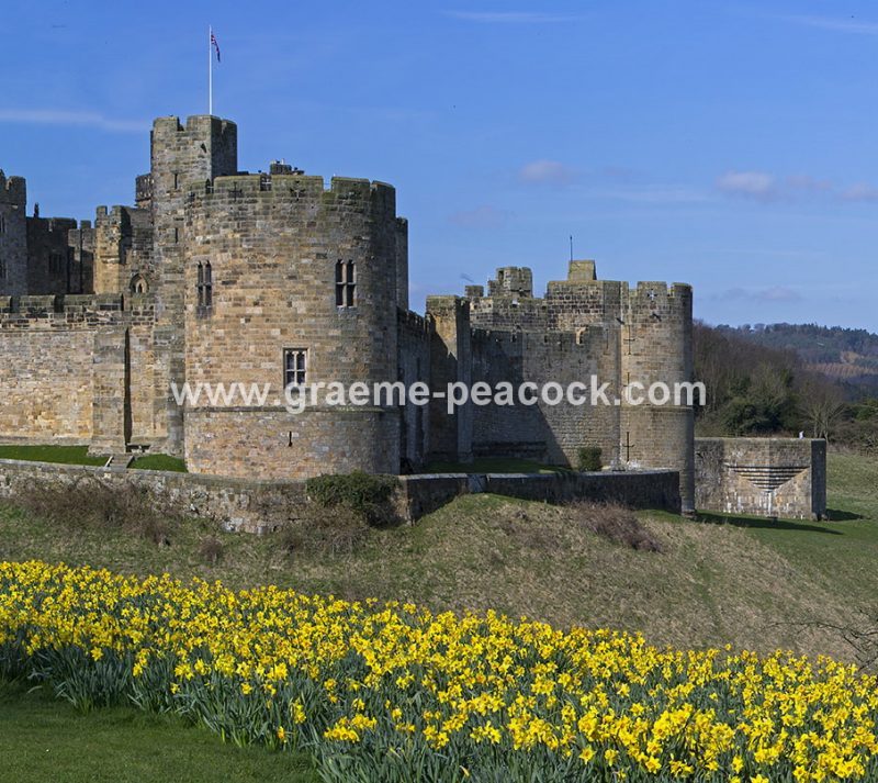 Alnwick Castle & daffodils, Alnwick, Northumberland