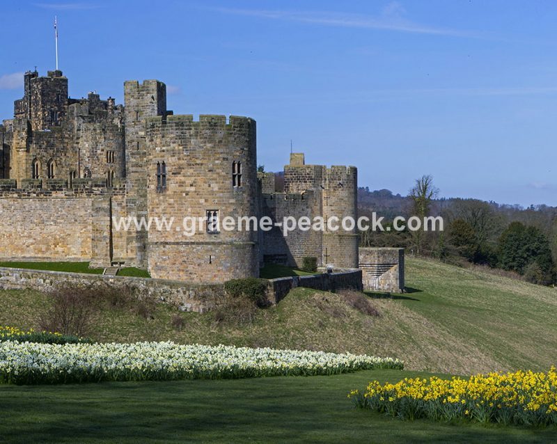 Alnwick Castle & daffodils, Alnwick, Northumberland