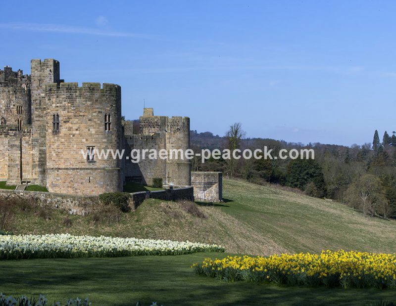Alnwick Castle & daffodils, Alnwick, Northumberland