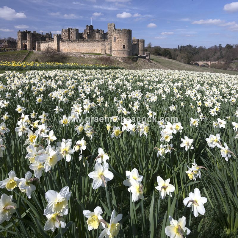 Alnwick Castle & daffodils, Alnwick, Northumberland