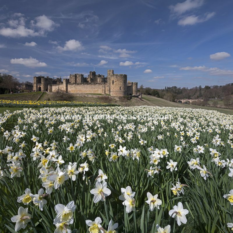 Alnwick Castle & daffodils, Alnwick, Northumberland