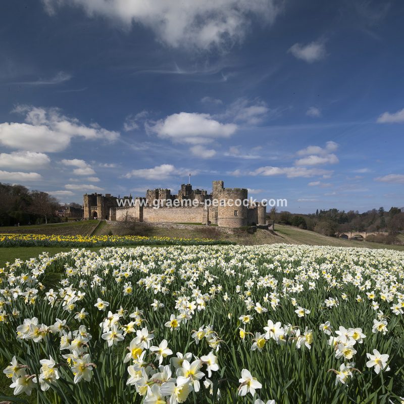 Alnwick Castle & daffodils, Alnwick, Northumberland