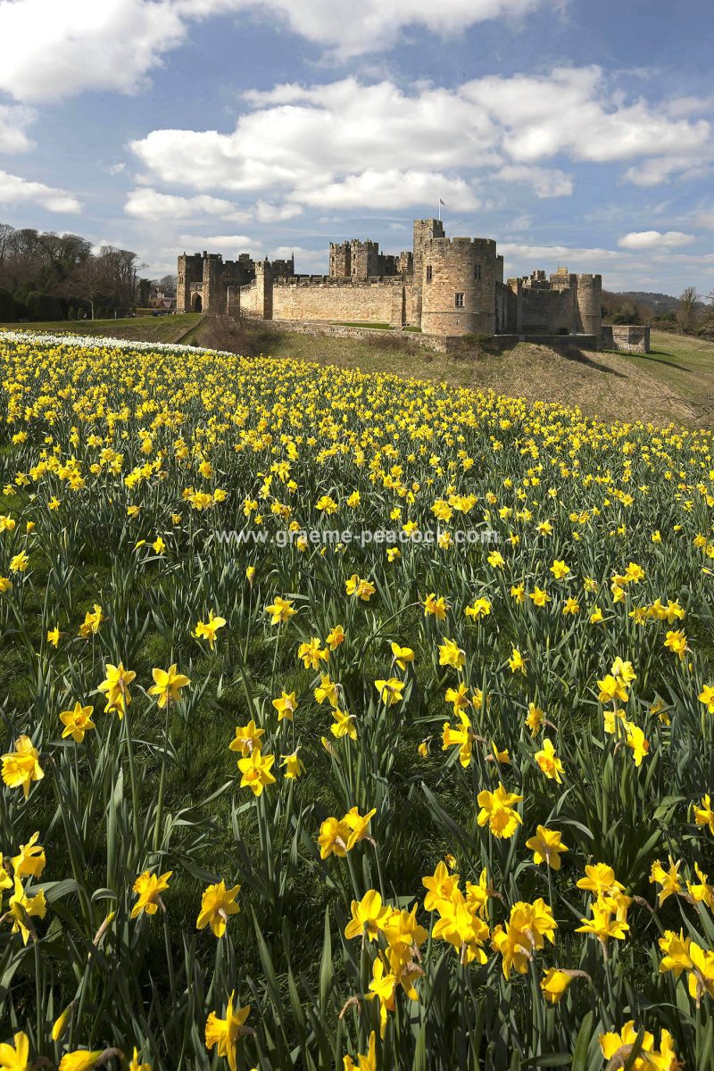 Alnwick Castle & daffodils, Alnwick, Northumberland