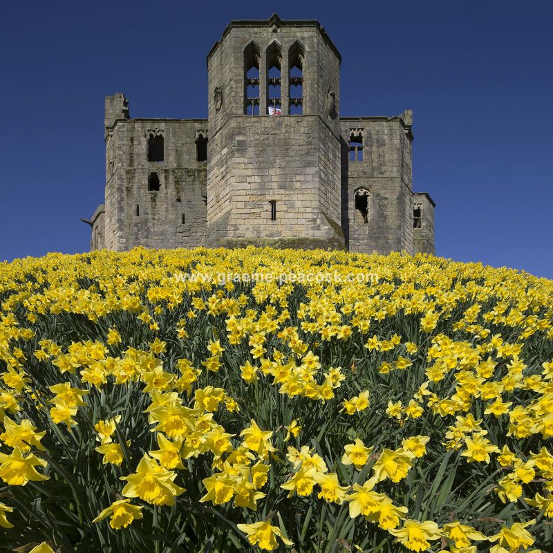 Warkworth Castle in Spring, Warkworth, Northumberland