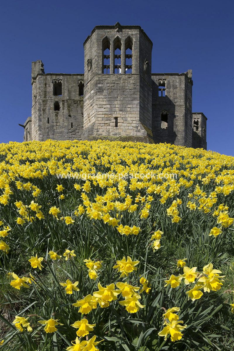 Warkworth Castle in Spring, Warkworth, Northumberland