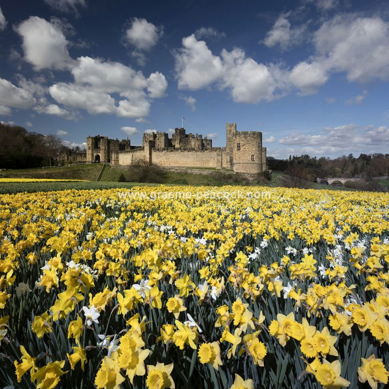 Alnwick Castle in Springtime with daffodils, Alnwick, Northumberland