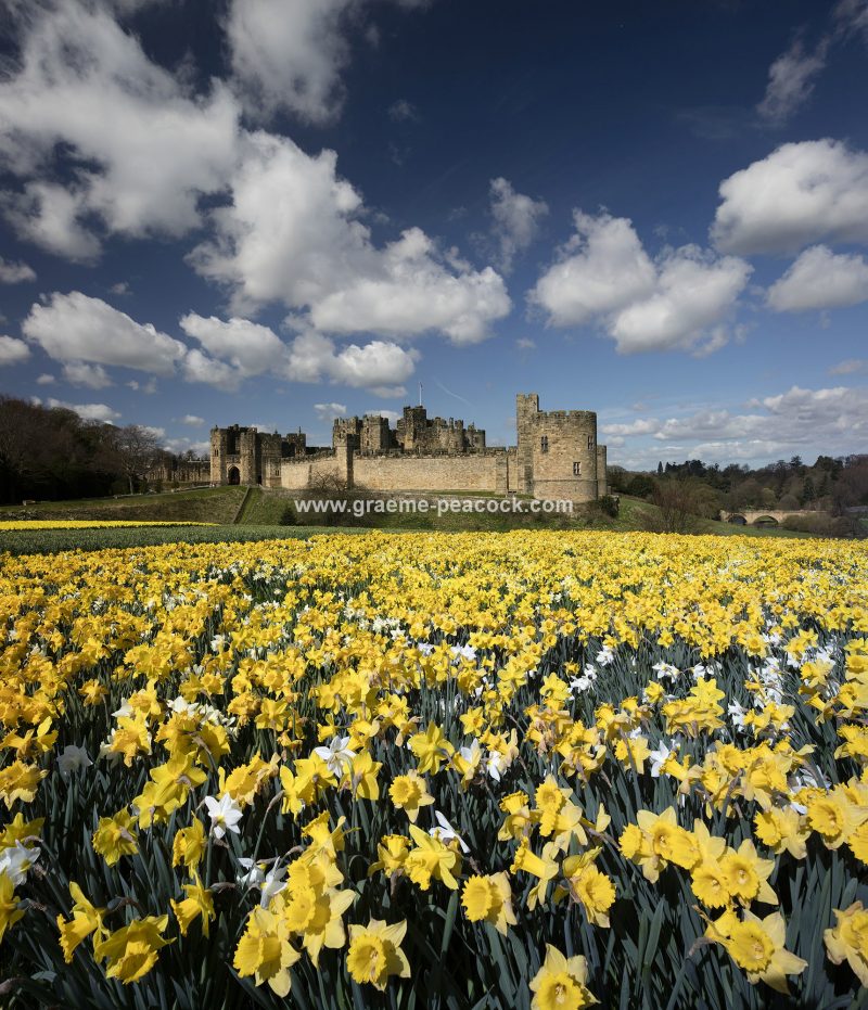 Alnwick Castle in Springtime with daffodils, Alnwick, Northumberland