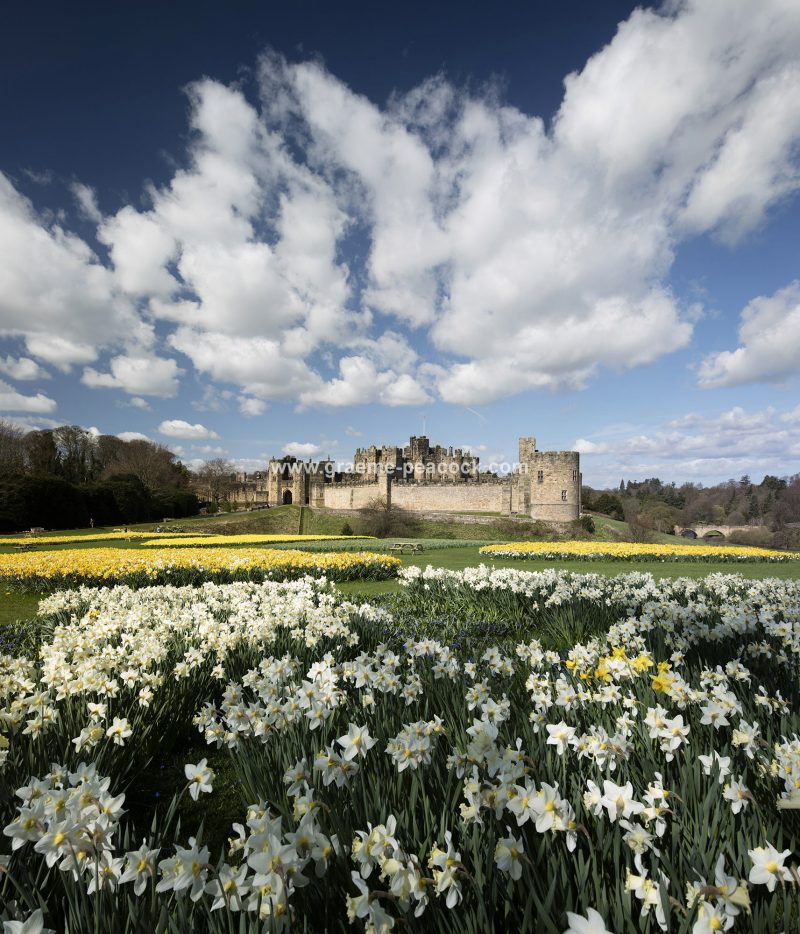 Alnwick Castle in Springtime with daffodils, Alnwick, Northumberland