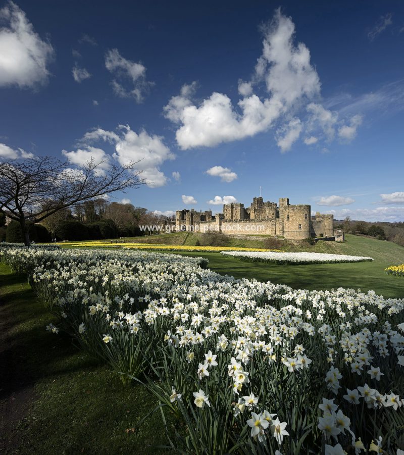 Alnwick Castle in Springtime with daffodils, Alnwick, Northumberland