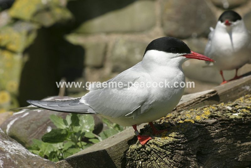 Arctic Terns, The Farne Islands