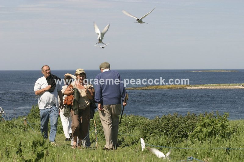The Farne Islands