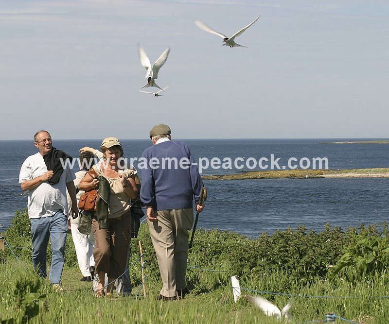 The Farne Islands