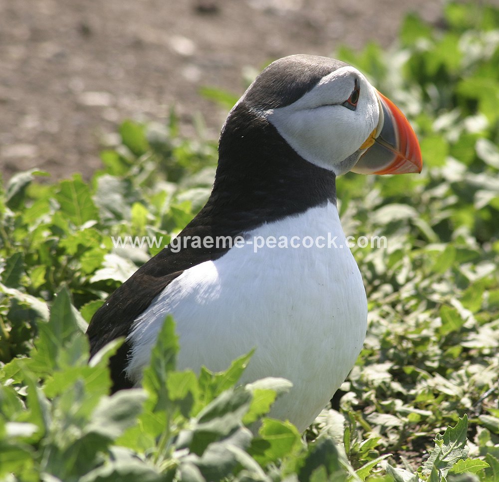 Puffin, The Farne Islands