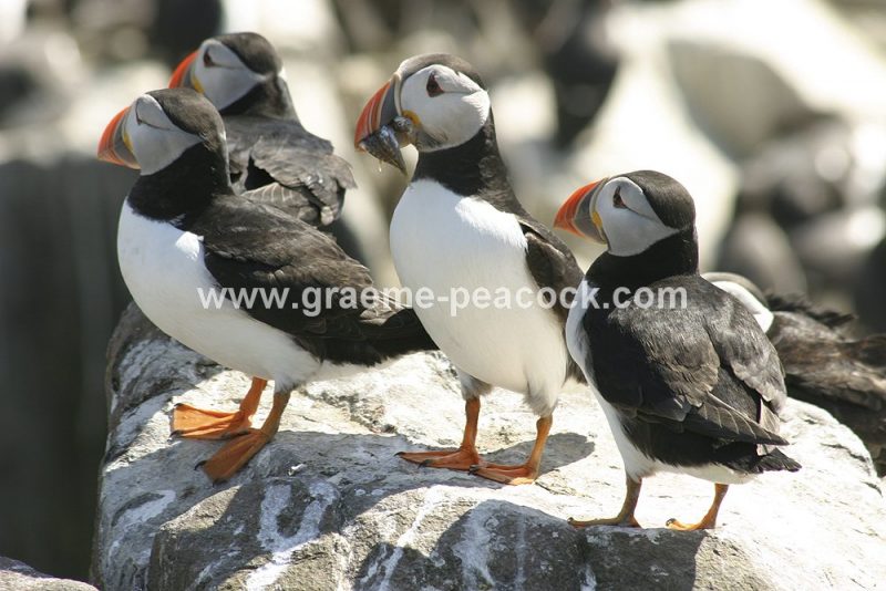 Puffins, The Farne Islands