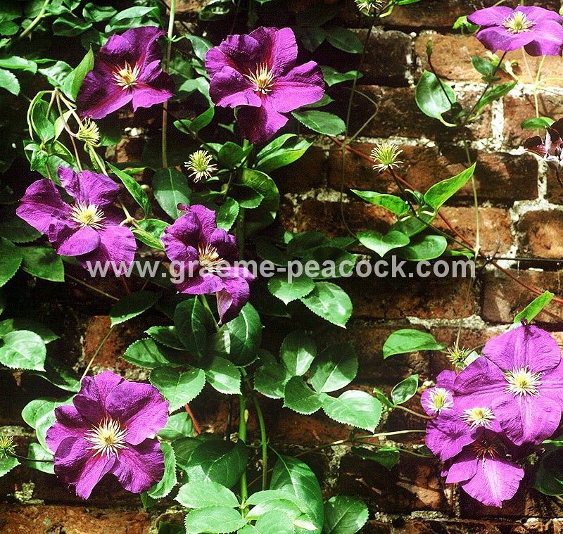Clematis, Alnwick Garden