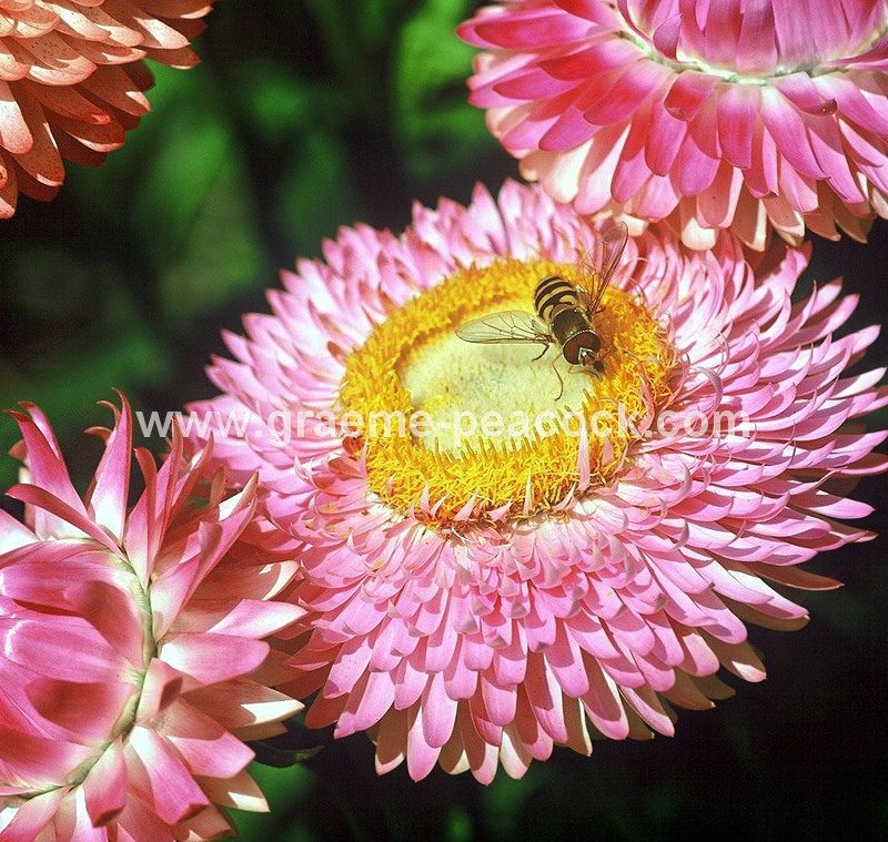 Helichrysum, Alnwick Garden