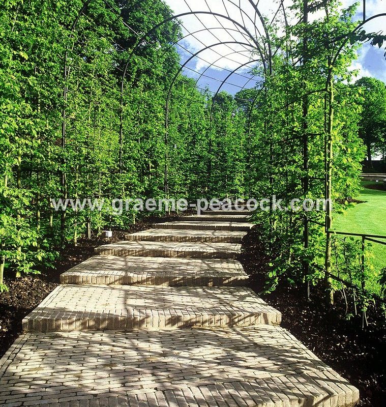 Hornbeam Pergolas, Alnwick Garden