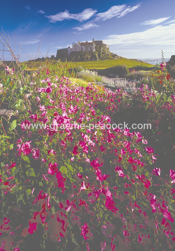 The Walled Garden & Lindisfarne Castle
