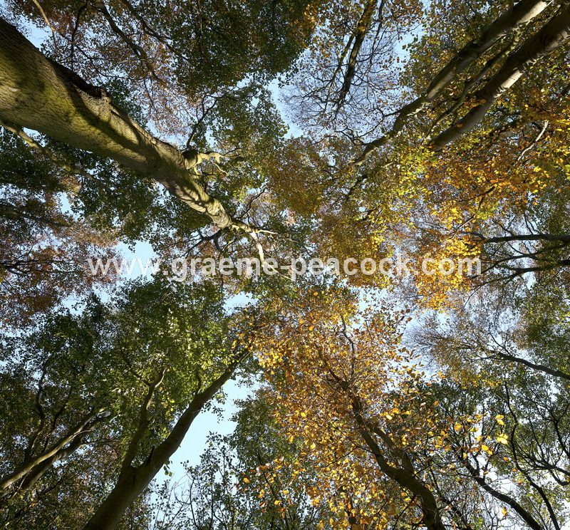 The Alnwick Garden in autumn, Alnwick, Northumberland