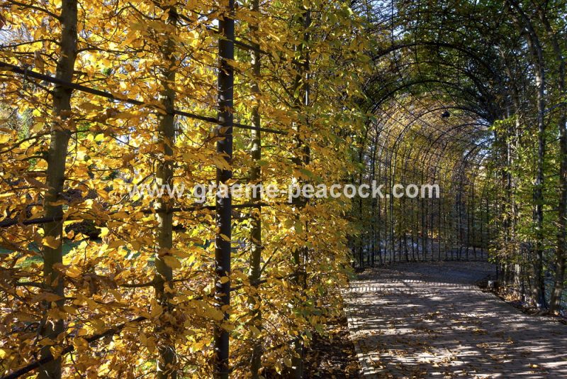 The Alnwick Garden in autumn, Alnwick, Northumberland