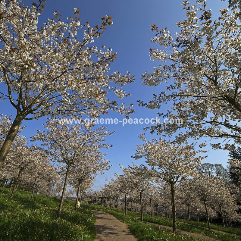 The Cherry Orchard, The Alnwick Garden, Alnwick, Northumberland