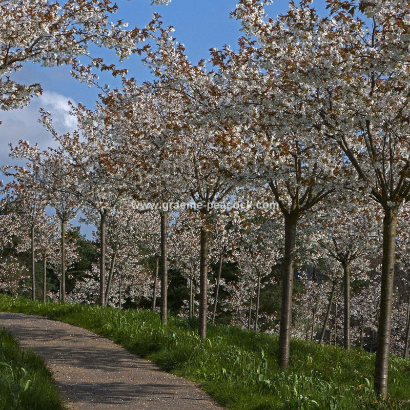 The Cherry Orchard, The Alnwick Garden, Alnwick, Northumberland